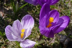 Crocuscut