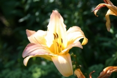 Untitled-19