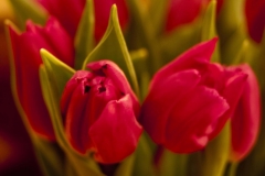 tulips