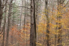 Fall Color 1
