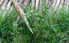 Fence Post