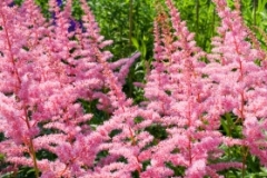 Pink flowers  retouched