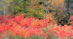 Sumac 2