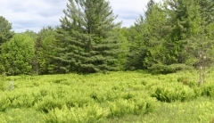 Upper field