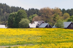 dasy field wdstk